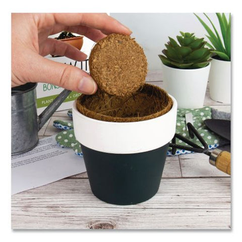 Bonsai Tree Grow Kit