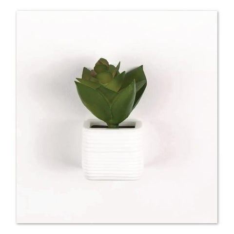 Mini Succulent Fashion Magnet Set, Assorted Colors/3 Designs, 12/pack