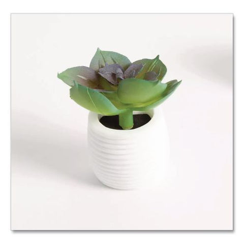 Mini Succulent Fashion Magnet Set, Assorted Colors/3 Designs, 12/pack
